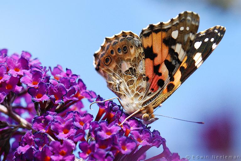 ENE-20090713-0235.jpg - [nl] Distelvlinder ( Cynthia cardui )[en] Painted Lady ( Cynthia cardui )